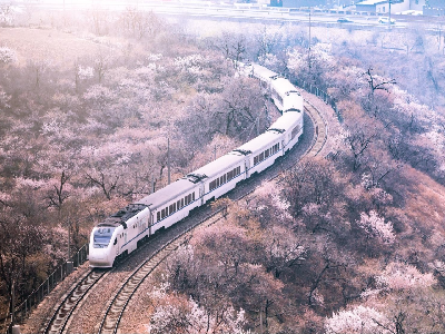 市郊鐵路S2線增開(kāi)賞花月列車(chē)